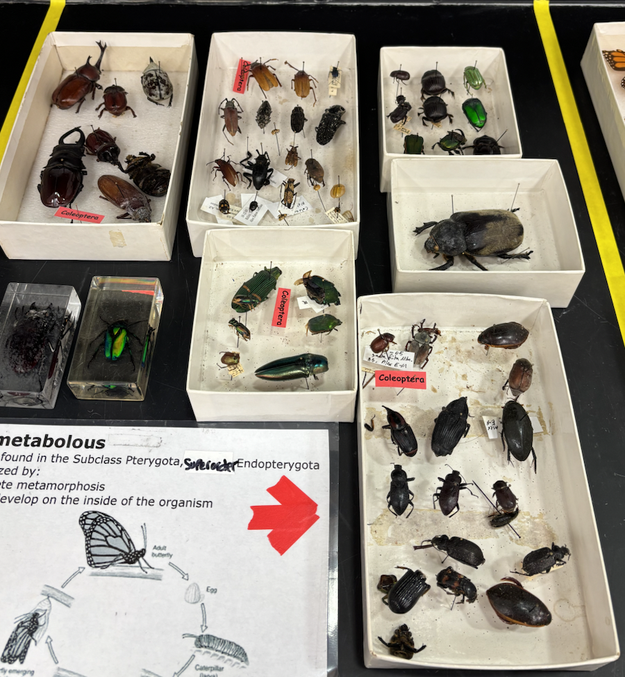 knowt flashcard image