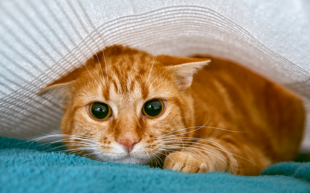 <p>What is this cat likely feeling?</p>