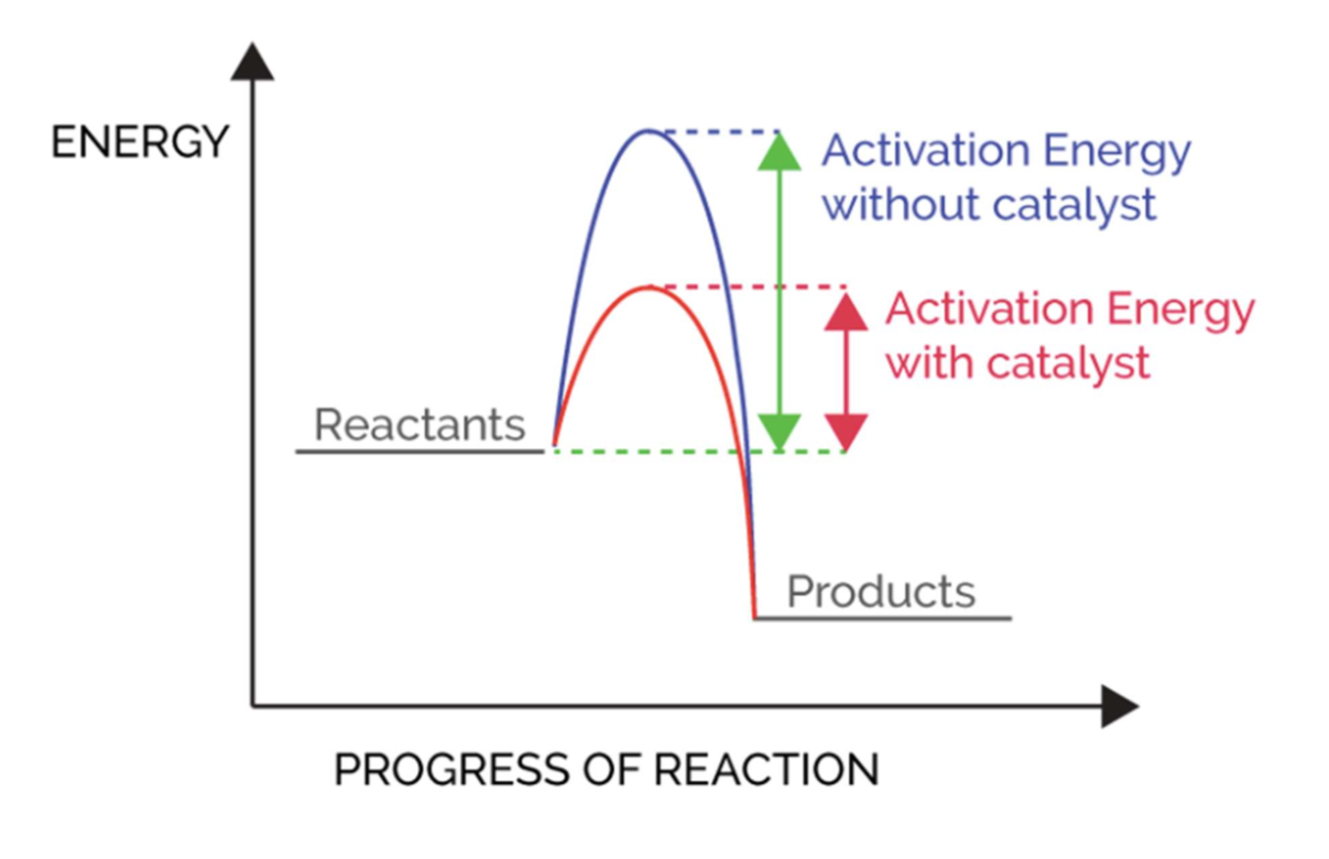 <p>Catalysts <strong>speed up the rate of a reaction</strong> by providing an alternative reaction pathway that lowers the activation energy.</p><p>This allows for more particles to have greater than the activation energy leading to more successful collisions and a<strong> faster rate</strong>.</p><p>Catalysts lower how much energy is required for a chemical reaction.</p><p><em>A catalyst does not react in the chemical reaction itself.</em></p>