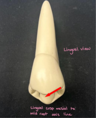 <p>All premolars have a longer buccal or lingual cusp?</p>