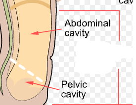<p>What cavity is this</p>