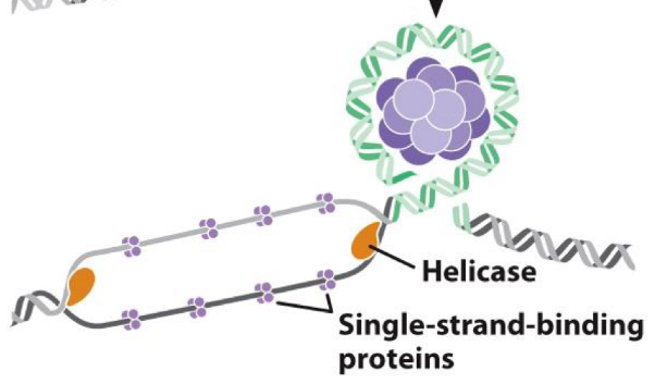 <p>what is the helicase enzyme function for replication ?</p>