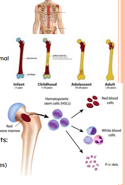 <p></p><ul><li><p>Blood cell formation in red bone marrow </p><ul><li><p>In adults, </p><ul><li><p> axial skeleton, girdles, and proximal epiphysis of humerus and femur </p></li></ul></li></ul></li></ul><ul><li><p>Hematopoietic stem cells (Hemocytoblasts)</p><ul><li><p> Give rise to all formed elements: </p><ul><li><p> RBC </p></li><li><p>Platelets </p></li><li><p>WBC (granulocytes, agranulocytes)</p></li></ul></li></ul></li></ul><p></p>