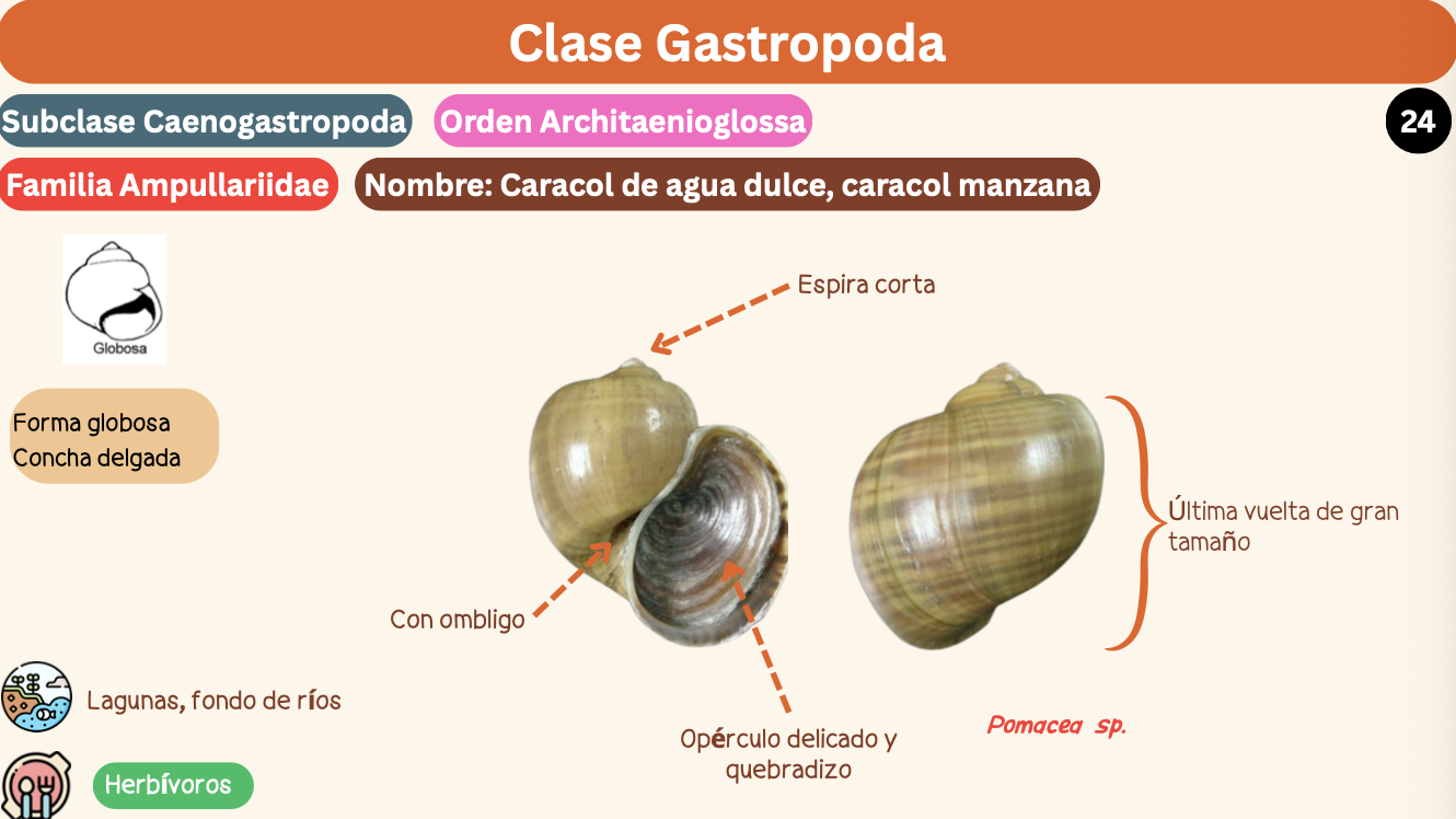 <p><strong>FILO </strong>Mollusca<strong><br>CLASE </strong>Gastropoda<br><strong>SUBCLASE </strong>Caenogastropoda<br><strong>ORDEN </strong>Architaenioglossa<br><strong>FAMILIA </strong>Ampullariidae<br><strong>GÉNERO </strong><em><u>Pomacea sp</u></em><br><strong>NOMBRE COMÚN </strong>Caracol de agua dulce, caracol manzana<strong><br>CARACTERÍSTICAS </strong>Forma globosa, concha delgada.<br><strong>RÁDULA </strong>Tenioglossa<strong><br>ALIMENTACIÓN </strong>Herbívoros<strong><br>HÁBITAT </strong>Lagunas, fondo de ríos.</p>