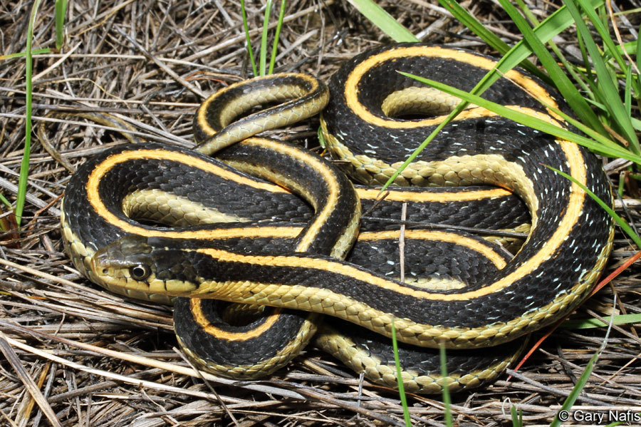 <p>Alethinophidia, Colubroidea, Colubridae<br>Thamnophis elegans<br>Western terrestrial garter snake</p>
