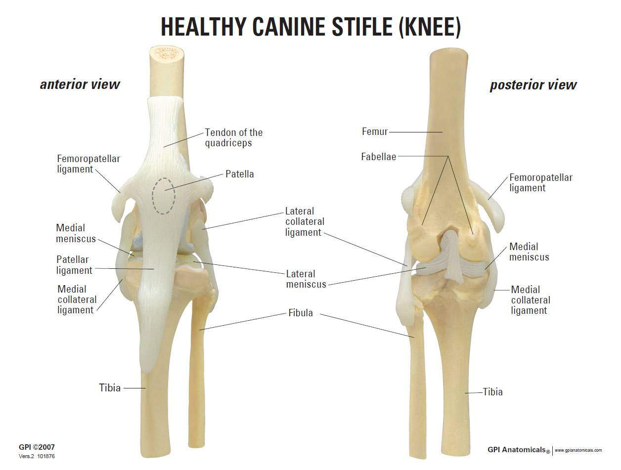 <p>Stifle </p>