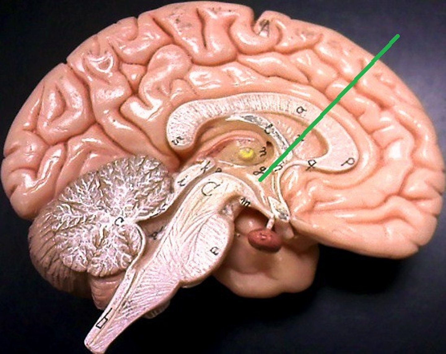 <p>controls hunger, thirst, sleep, sexual behavior, sleeping and waking, and emotions</p>