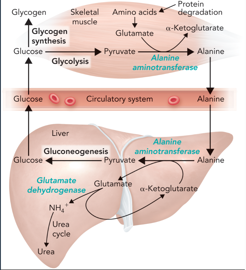 <ul><li><p>removes excess nitrogen from amino acid catabolism during exercise </p></li><li><p>links nitrogen metabolizing reactions in muscle and liver cells with alanine as the nitrogen carrier </p></li><li><p>pyruvate is converted to alanine with alanine aminotransferase (uses glutamate) </p></li><li><p>alanine is exported to the blood and taken in by the liver to regenerate glutamate and pyruvate by the reverse reaction (deaminated) </p></li><li><p>glutamate is metabolized by glutamate dehydrogenase to release ammonium for urea synthesis </p></li><li><p>pyruvate is used to synthesize glucose via gluconeogenesis and exported back to the muscles </p></li></ul><p></p>