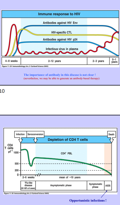 <p>Immune Response to HIV</p>