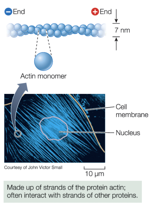 <p>Microfilaments</p>