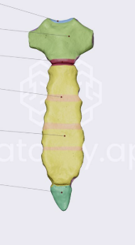 <p>green part</p>