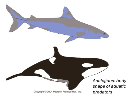 <ul><li><p>two or more populations/species develop similarities due to similar selective pressures</p></li><li><p>develop analogous traits</p><ul><li><p>ex. body shape of aquatic predators</p></li></ul></li></ul><p></p>