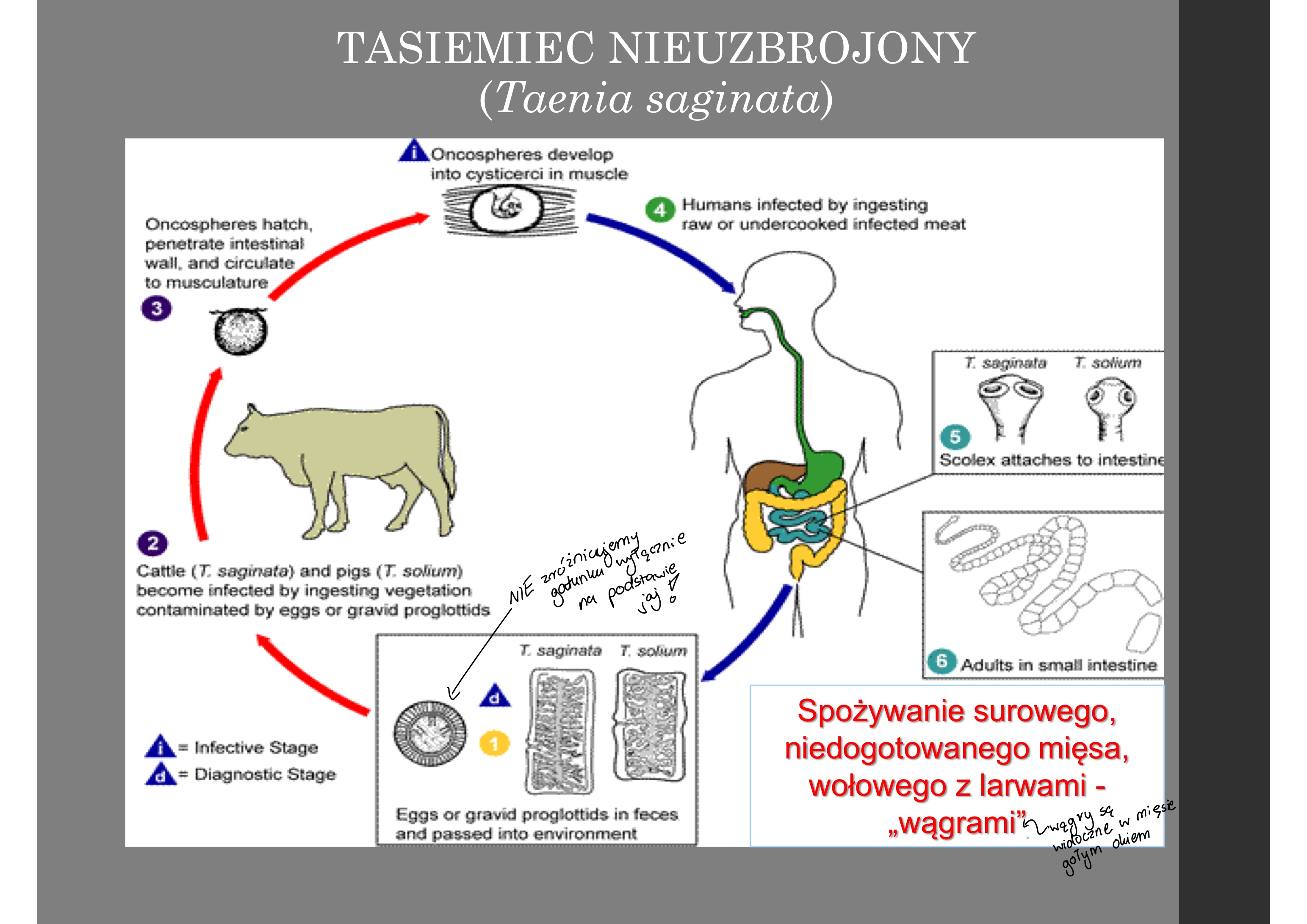 <p>bydło</p>