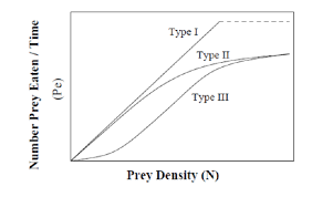 <p>consumption rates increase with increasing prey density</p>