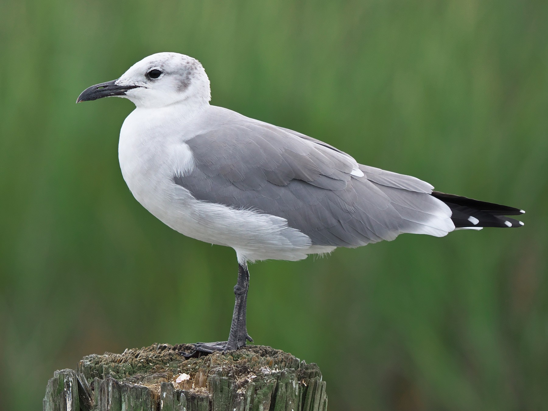 <p>Order Charadriiformes Family Laridae</p>