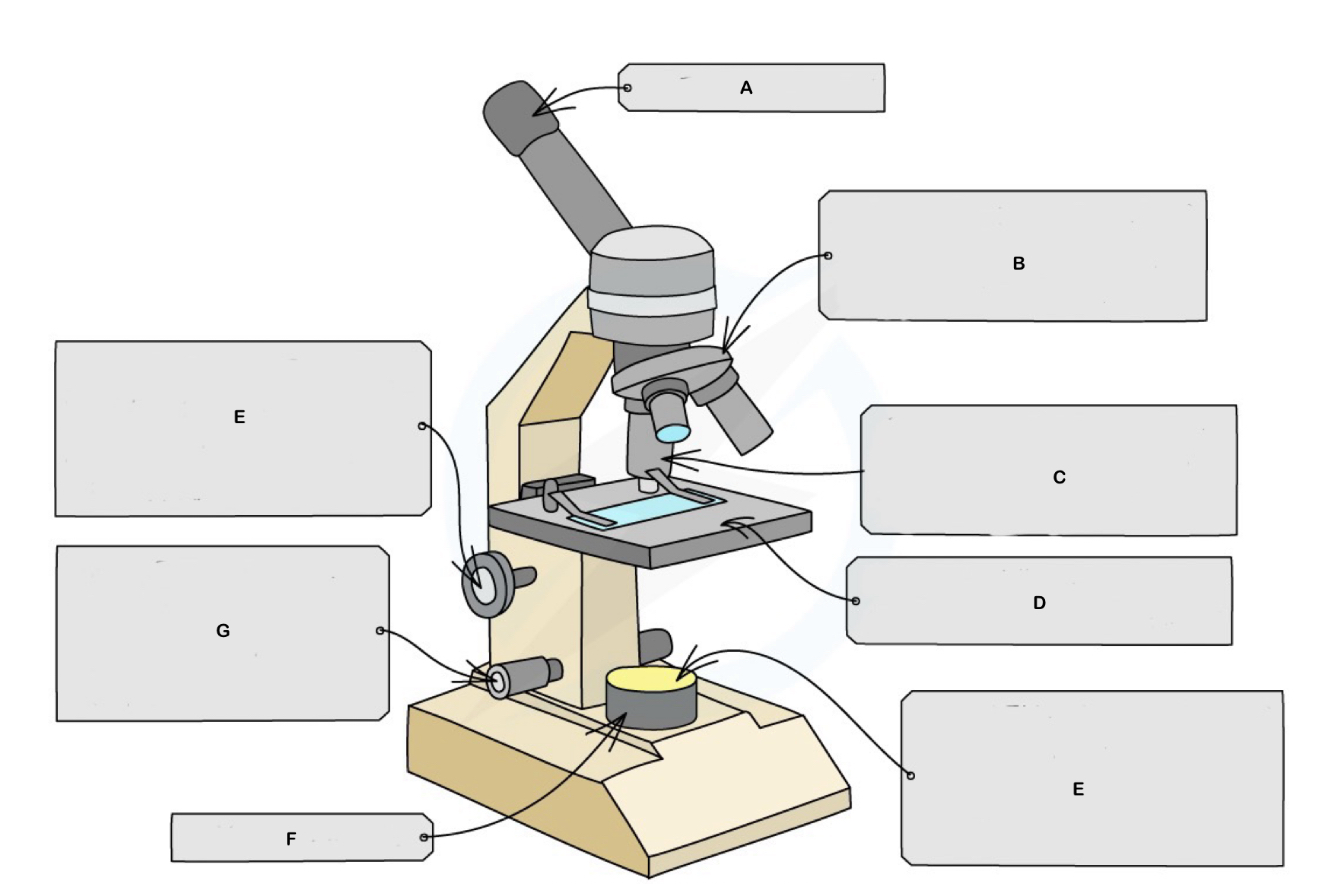 <p>What are the different parts of a microscope </p>