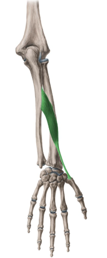 <p>abductor pollicis longus</p>