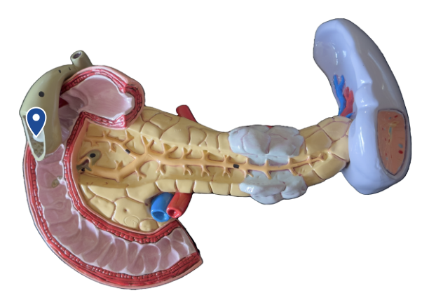 <p>Name this organ.</p>