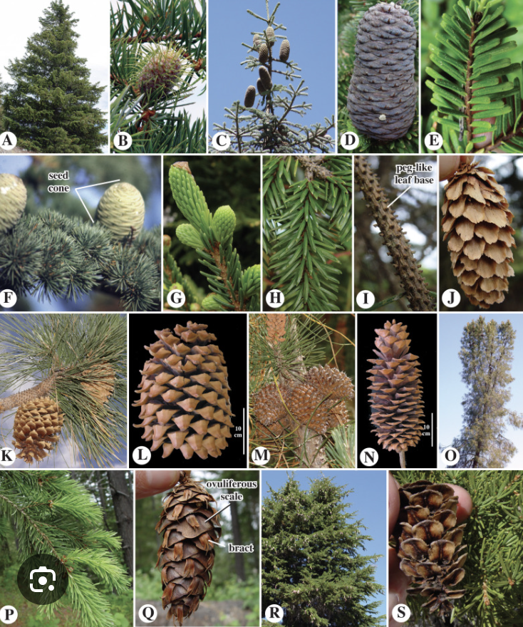 <ul><li><p>Trees, most evergreen</p></li><li><p>Ovulate cone woody, formed from flattened bract-scale complexes</p></li></ul><p></p>