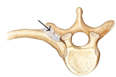<p>Name Joints</p>