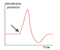 <p>Which of the following correctly describes the state of a neuron at the start of depolarization as shown by the arrow?</p>