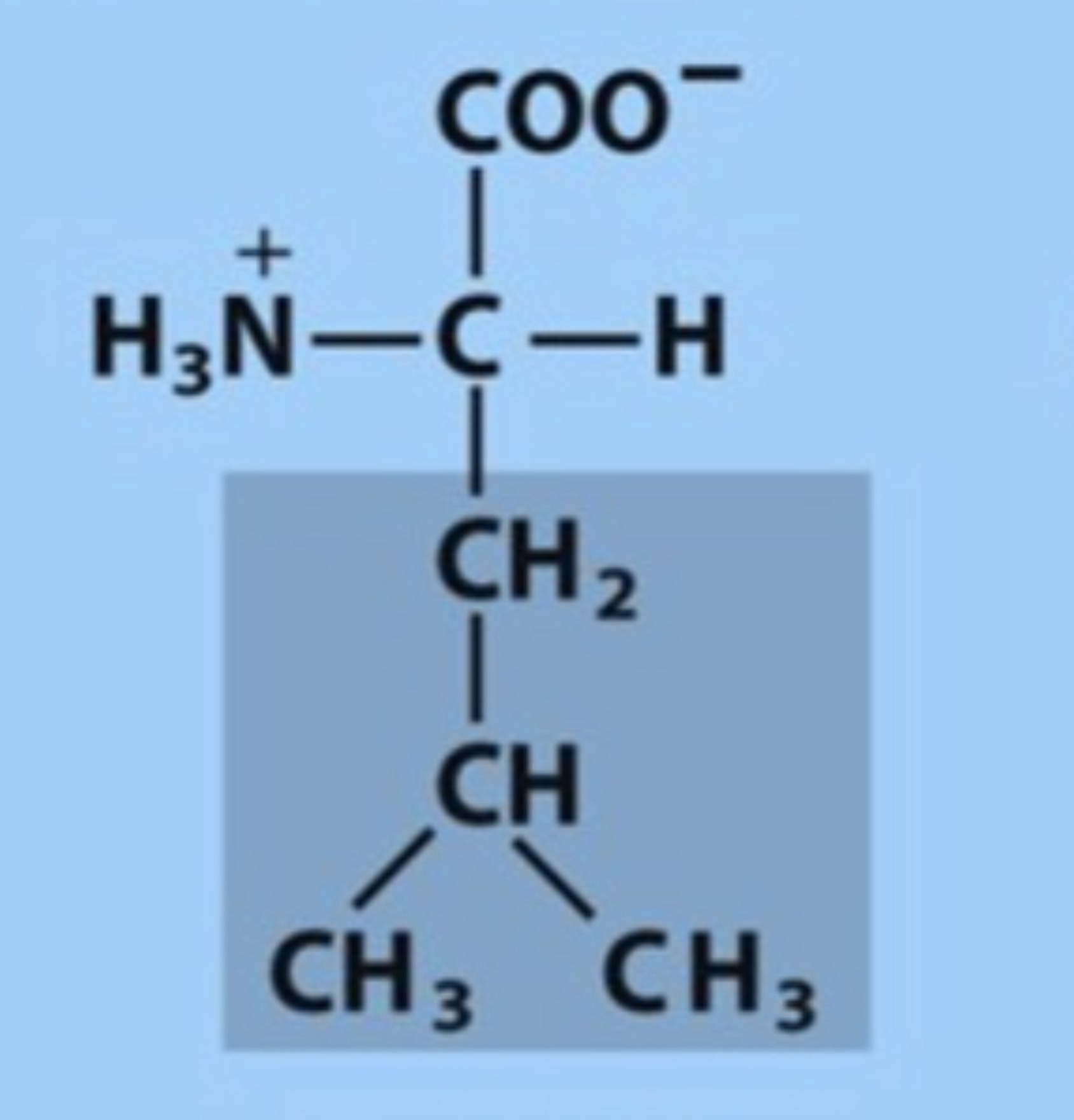<p>Name the amino acid in figure</p>