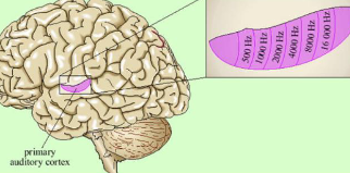 <p>Neurons are organized according to</p><p>the frequencies to which they respond</p>