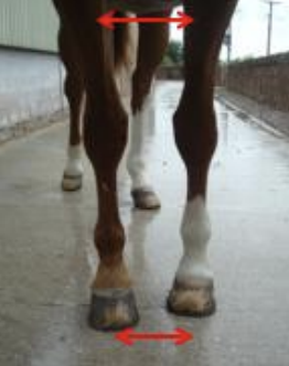 <p>What forelimb conformation is when the forelimbs are inside the plumb-line and tend to overload the outside of the limb? They may also be toe-out or toe-in.</p>