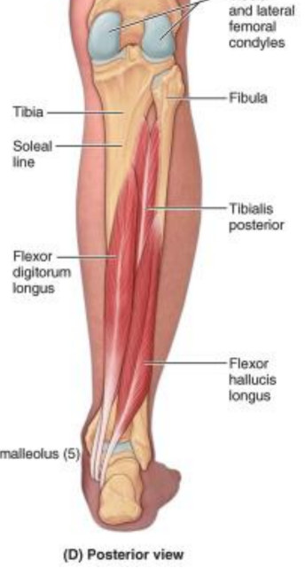 <ul><li><p>tibialis posterior</p></li><li><p>flexor digitorum longus</p></li><li><p>posterior tibial artery</p></li><li><p>tibial nerve</p></li><li><p>flexor hallucis longus</p></li></ul><p></p>