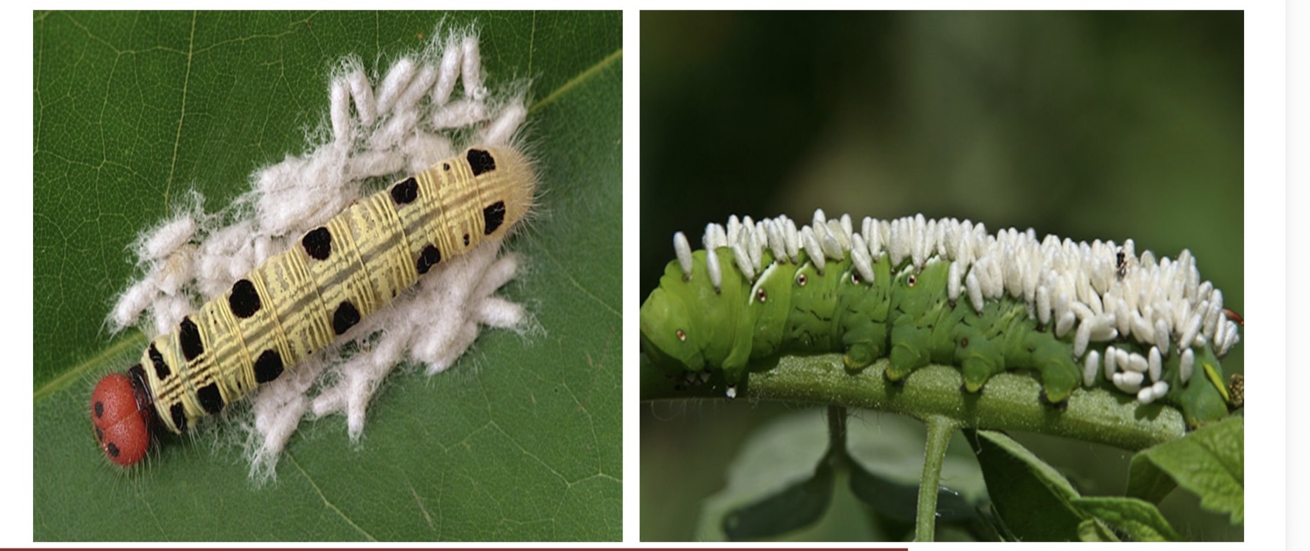 <p>identify relationship</p><p>roles and organisms</p>