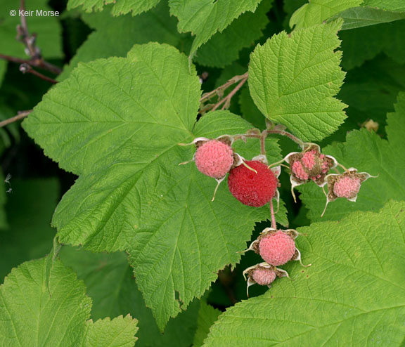 <p>Thimbleberry</p>