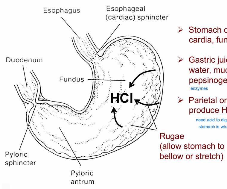 <ul><li><p>stomach divided into <strong>cardia, fundus, pylorus</strong></p></li><li><p>gastric juice mixture of water, mucus, HCl, pepsinogen, inorganic salts </p></li><li><p>parietal (oxyntic) cells produce HCl</p><ul><li><p>need acid to digest protein → amino acids </p></li><li><p>stomach where protein digestion STARTS</p></li></ul></li></ul><p></p>