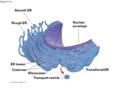 <p>lacks ribosomes. functions: metabolism, detoxification, calcium storage and making lipids (lipid synthesis)</p>