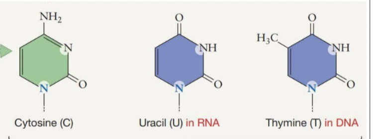 <p>Cytosine <strong>(C)</strong>, Uracil <strong>(U)</strong>, Thymine <strong>(T)</strong></p>