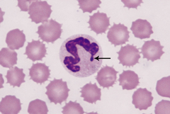 <p>Describe the morphology of a neutrophil</p>