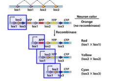 <p>used the Cre-lox system to insert short DNA sequences into sequence that express a different color (need 2 pairs of lox so cre recognized where to cut)</p>