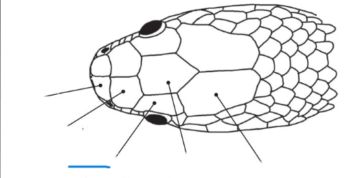 <p>Name the indicated scales</p>