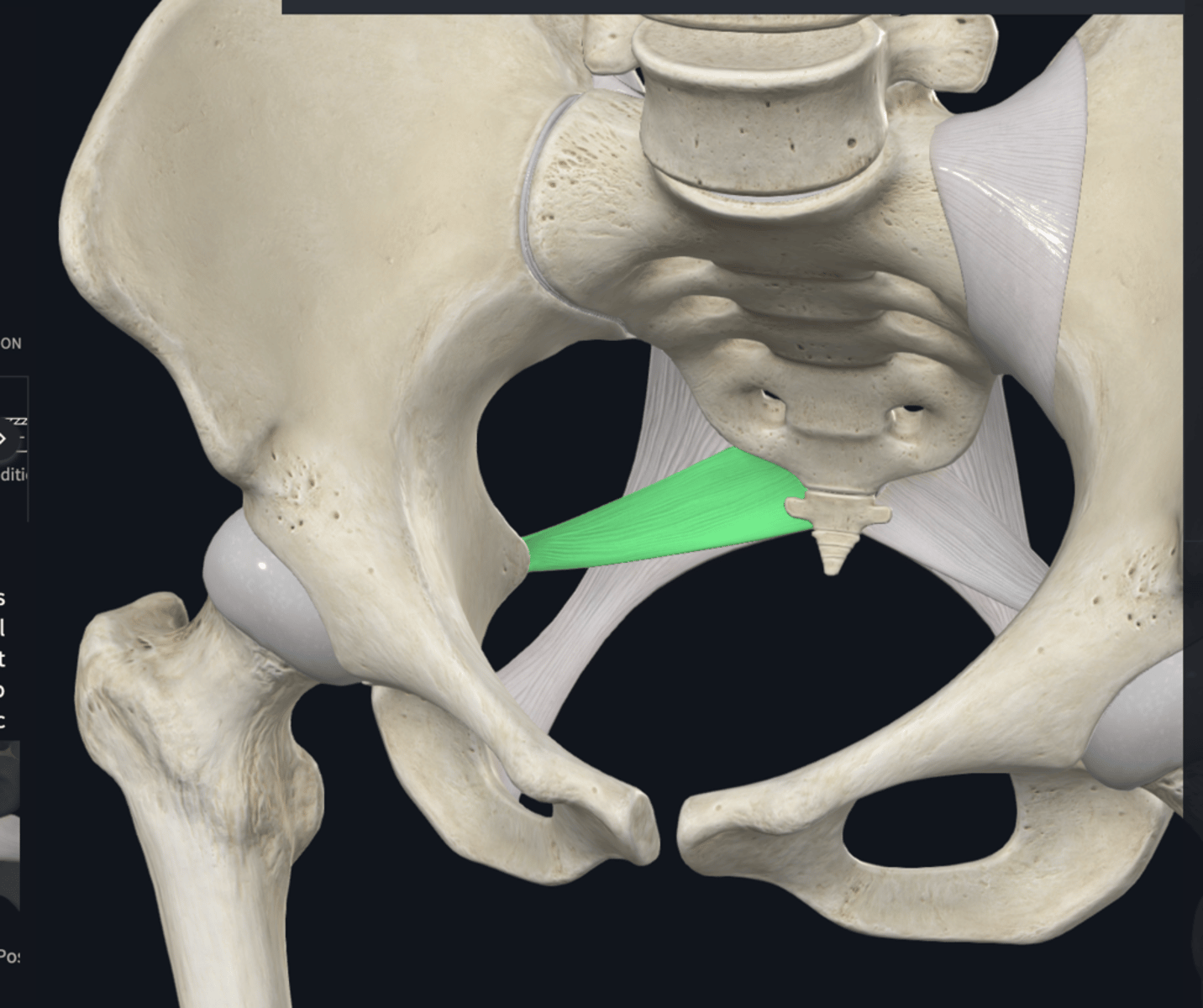 <p>What does the Sacrospinous ligament extend from (2) and to (1) ? </p>