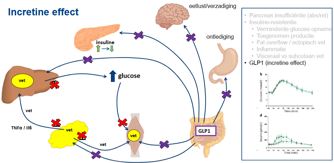 <ul><li><p class="w6asjq_TextBase _85PZeG_Text PDq2pG_selectionAnchorContainer">Het incretine-effect betekent dat glucose die via de mond wordt ingenomen een sterkere insulineafgifte veroorzaakt dan dezelfde hoeveelheid glucose die rechtstreeks in het bloed komt.</p></li><li><p class="w6asjq_TextBase _85PZeG_Text">Na een maaltijd geven de darmen GLP-1 en GIP af.</p></li><li><p class="w6asjq_TextBase _85PZeG_Text">Deze hormonen stimuleren de glucoseafhankelijke insulineafgifte.</p></li><li><p class="w6asjq_TextBase _85PZeG_Text">GLP-1 remt daarnaast de glucagonafgifte.</p></li><li><p class="w6asjq_TextBase _85PZeG_Text">Bij DM2 is dit incretine-effect verminderd.</p></li></ul><p class="w6asjq_TextBase _85PZeG_Text">Medicatie:</p><ul><li><p class="w6asjq_TextBase _85PZeG_Text">DPP-4-remmers zorgen ervoor dat GLP-1 en GIP minder snel worden afgebroken.</p></li><li><p class="w6asjq_TextBase _85PZeG_Text">GLP-1-agonisten bootsen de werking van GLP-1 na.</p></li></ul><p></p>