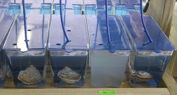 <p>What is anoher method to induce spawining</p>