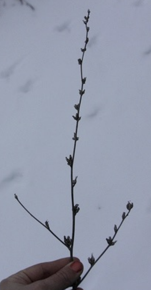 <p>blue dandelion-like flowers at leaf axils • bracts of heads remain in clusters along stem • wide branching pattern</p>