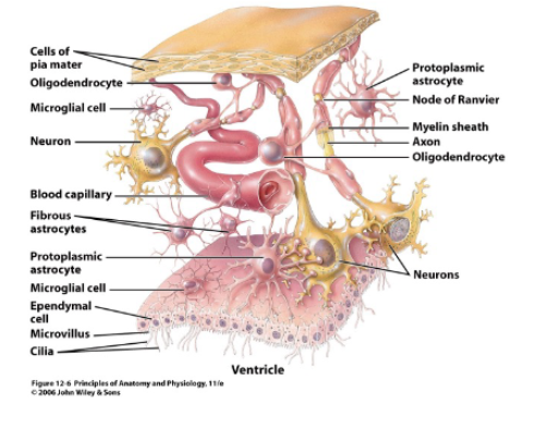 <p>astrocytes </p><p>oligodendrites </p><p>microglia </p><p>ependymal cells</p>