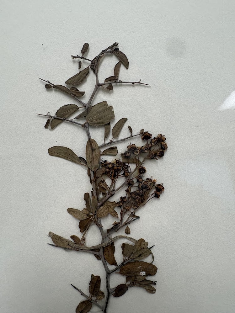 <ul><li><p>3 ribbed leaves</p></li><li><p>spines</p></li><li><p>3 lobed capsule fruit</p></li></ul><p></p>