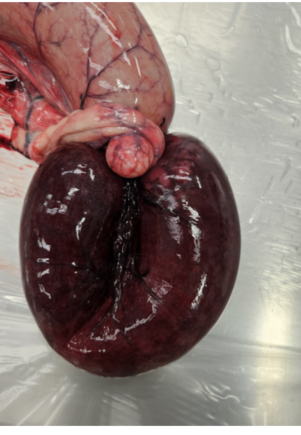 <p><strong>Du obducerar en häst som haft kraftiga koliksymptom. Vid obduktionen hittar du ett strangulerande lipom i</strong></p><p class="p1"><strong>tunntarmen (se bild nedan). Vilken typ av förändring uppvisar det strangulerande tarmavsnittet? Använd medicinsk</strong></p><p class="p1"><strong>terminologi. (1p)</strong></p>