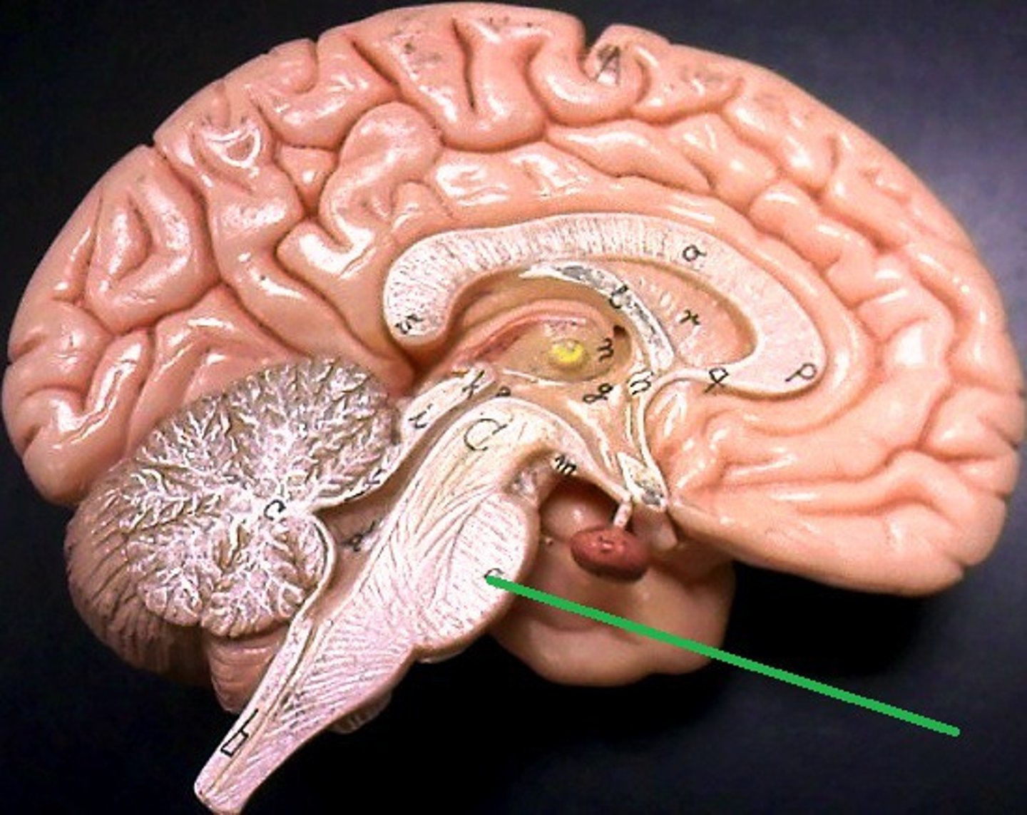 <p>- act as a bridge (lower and upper part of the brain)</p><p>- Influences sleep, dreaming, arousal, and coordination (left and right sides of the body)</p>