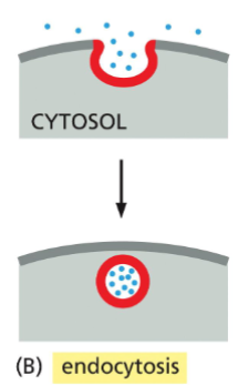 <p>Endocytosis</p>