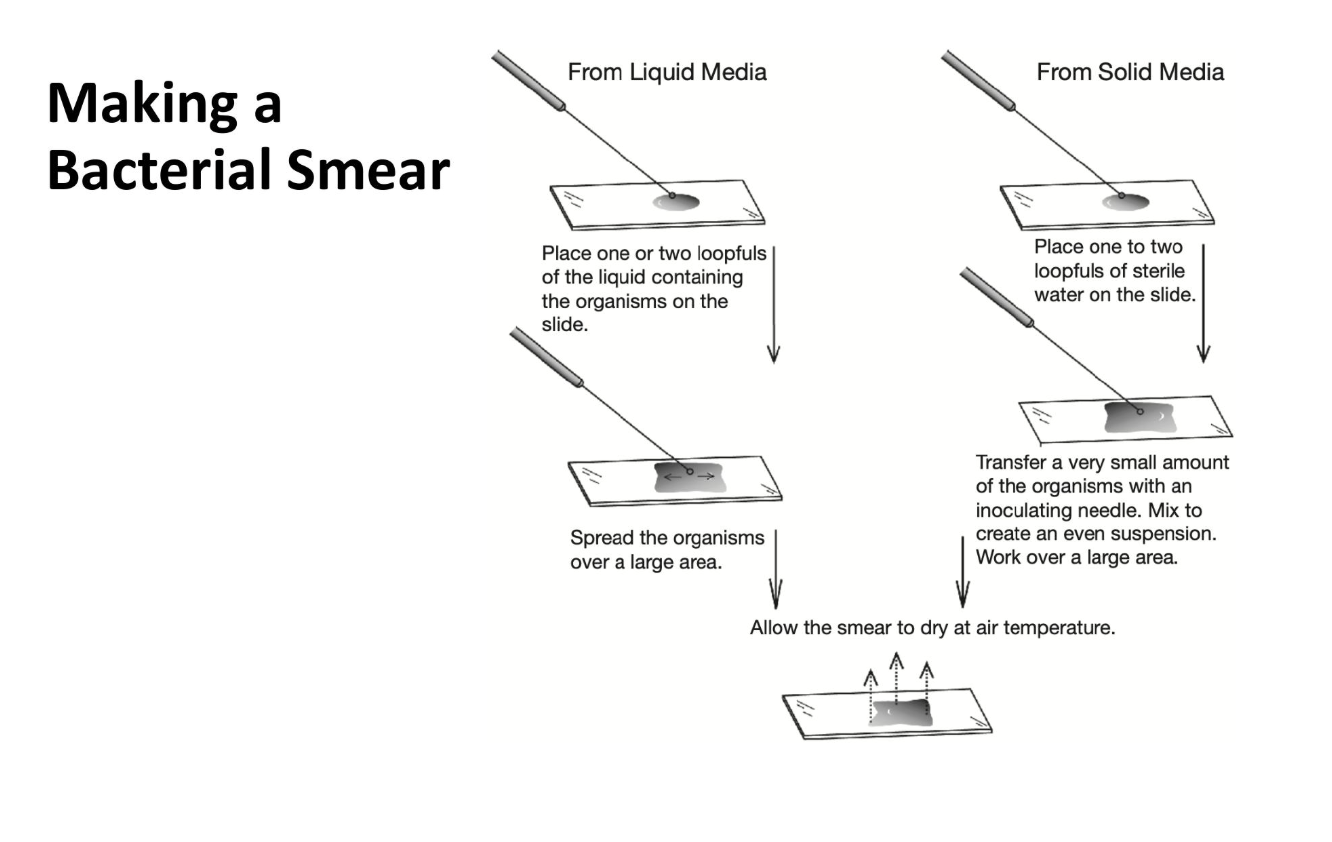 <p>making a bacterial smear</p>