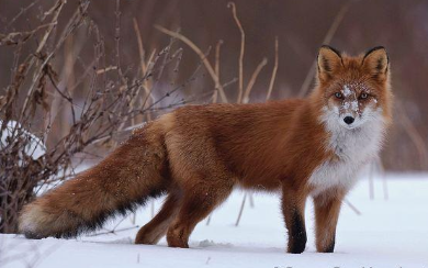 <p>Red fox </p>