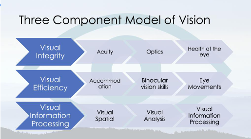 <ol><li><p>visual integrity </p></li><li><p>visual efficiency</p></li><li><p>visual information processing </p></li></ol><p></p>