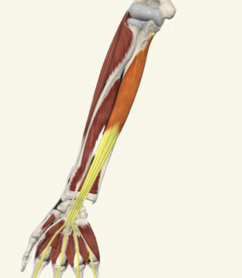 <p>flexor digitorum profundus Actions</p>